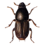 2-2-beetle-transparent-thumb