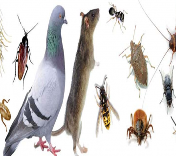 مكافحة حشرات بمصر | ليون الالمانية | 01226600747