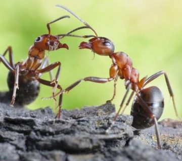 كيف تتخلص من النمل |01158000697| مع ليون الألمانية