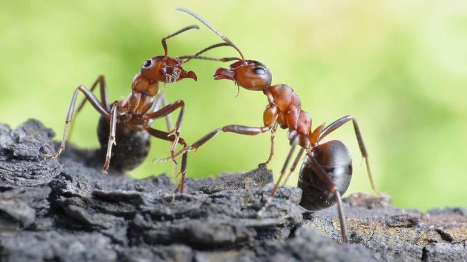 كيف تتخلص من النمل |01158000697| مع ليون الألمانية