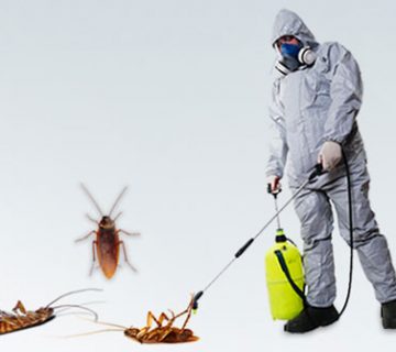 شركة مكافحة الصراصير في مصر | شركة ليون الالمانية|01158000697