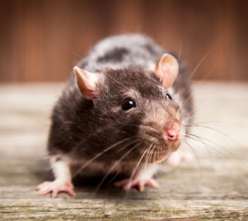 شركات مكافحة الفئران فى مصر | ليون | 01158000697