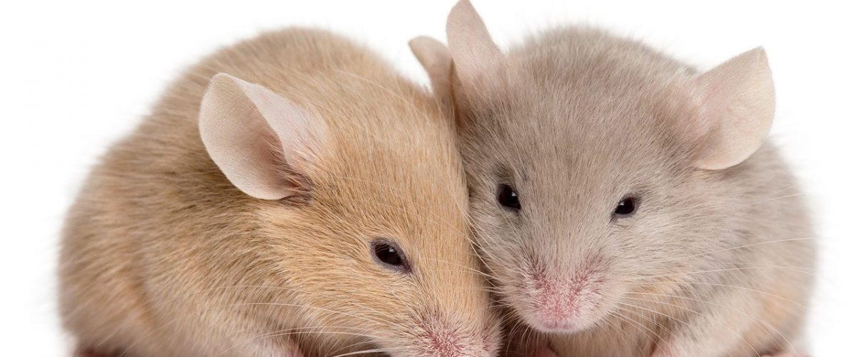 افضل شركة مكافحة فئران في مصر | ليون | 01158000697