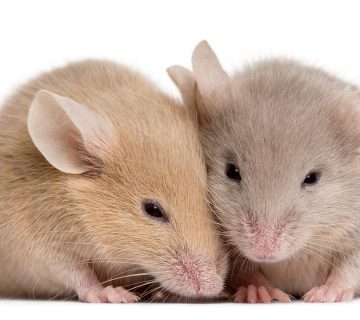 افضل شركة مكافحة فئران في مصر | ليون | 01158000697