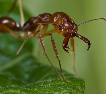 أفضل شركة مكافحة نمل في القاهرة |01158000697| ليون الألمانية