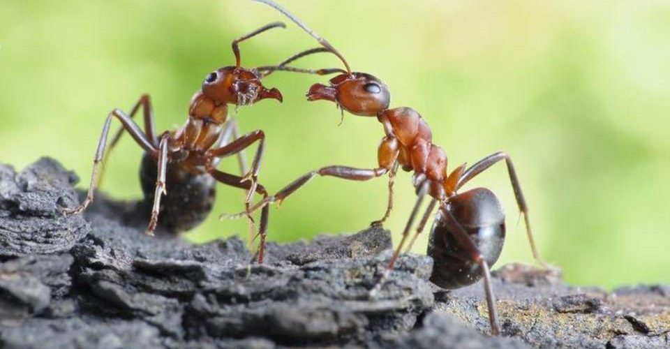 كيف تتخلص من النمل |01158000697| مع ليون الألمانية