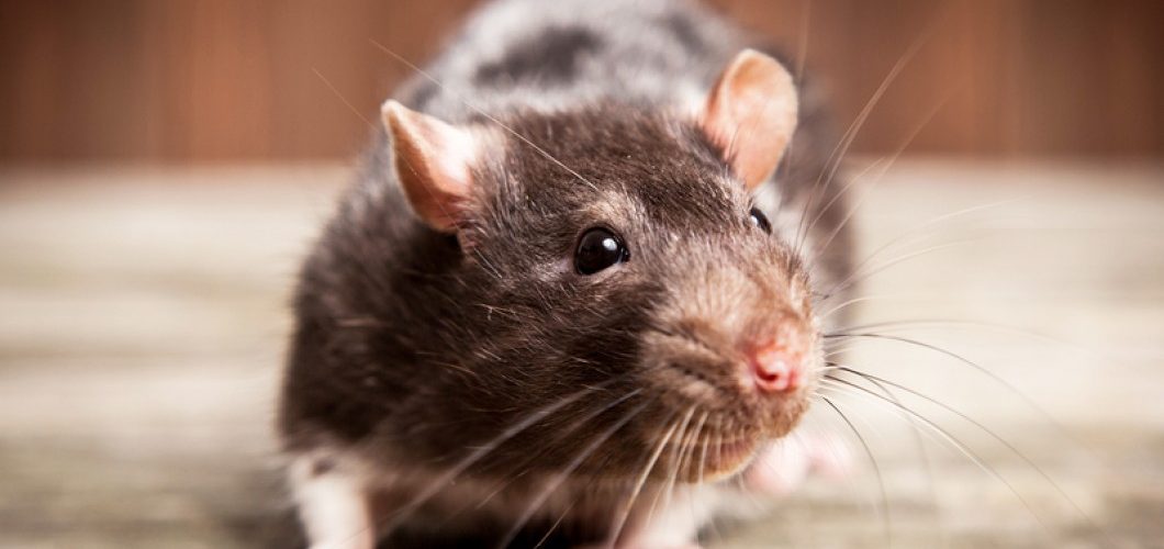 شركات مكافحة الفئران فى مصر | ليون | 01158000697