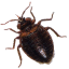 bug_PNG3993
