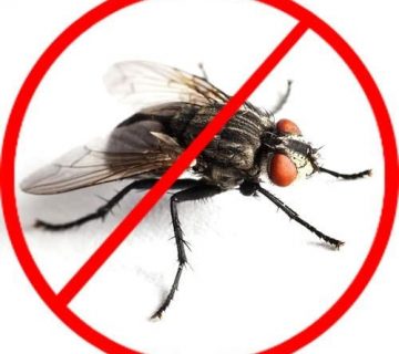 شركات مكافحة الذباب | ليون الالمانية |01226600747