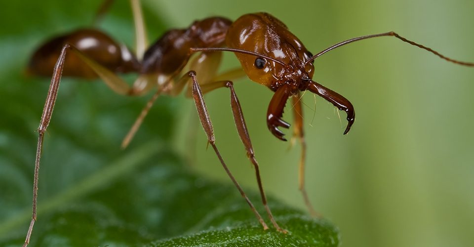 أفضل شركة مكافحة نمل في القاهرة |01158000697| ليون الألمانية