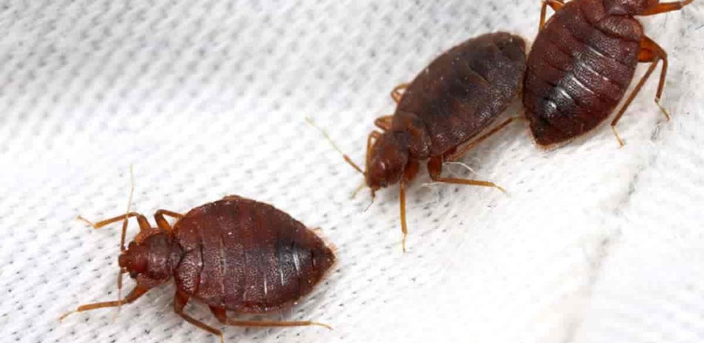 افضل شركة مكافحة حشرات في مدينتي | ليون الالمانية | 01158000697