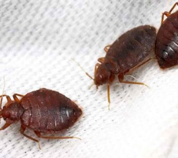 افضل شركة مكافحة حشرات في مدينتي | ليون الالمانية | 01158000697